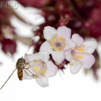 Himalayan Honeysuckle